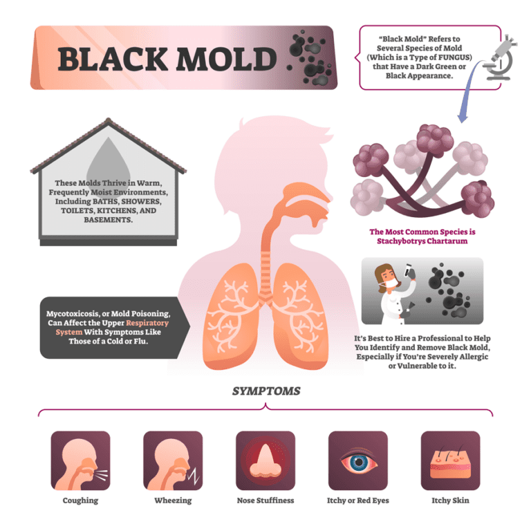 Infographic of what health problems can occur from inhaling black mold.